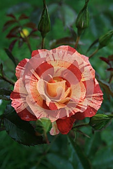 Striped rose Ã¢â¬ÅSummer LodgeÃ¢â¬Â in the garden